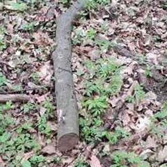 Ветка граба изъята исполнительной службой