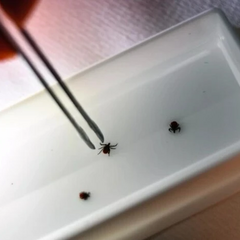 Небезпечні кліщі на курортах Туреччини