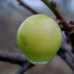 Alycha blooms and bears fruit in winter