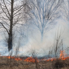 Smoke from forest fires is dangerous for the heart and brain