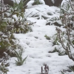 Снежная панорама Одессы и области