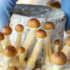 Дозвіл на лікування депресії психоделіками в Німеччині