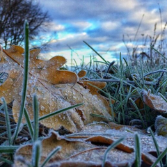 Замороженные фрукты и овощи для украинцев