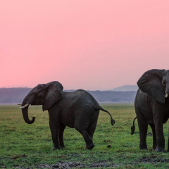 African elephants treating herd: unique alomedicine on Mount Elgon