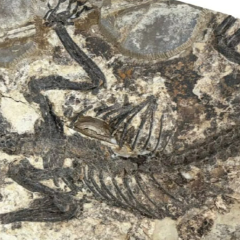 Asia: ancient ancestor of mammals