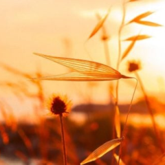 Європу накриє хвиля спеки 45°C