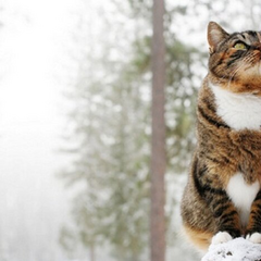 Снег и гололедица на украинских дорогах