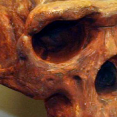 Homo erectus fossil, 2 million years old