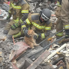 Rescuers saved cat Vusya