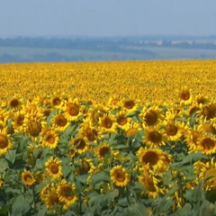 Соняшник цінова лихоманка історичні максимуми