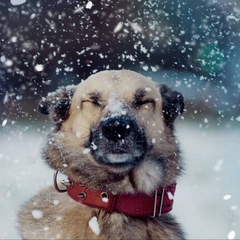 Сніжинки на фоні краєвиду України