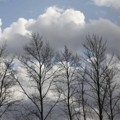 Україна на листопадових деревах без листя