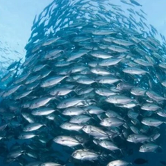 Мертвая рыба в океане через 25 лет