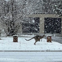 Kangaroo in the snow in Australia