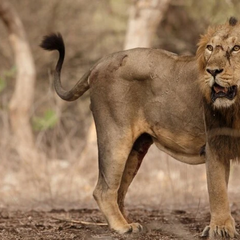 Asiatic lions attacked children in India