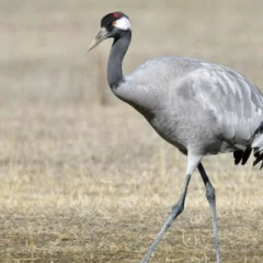 DNA Analysis Reveals the ‘Giant Crane’ Was Actually an Oversized Gray Crane