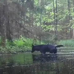 Рідкісні чорні вовки у польському лісі
