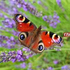 Погода на 18 червня: без опадів