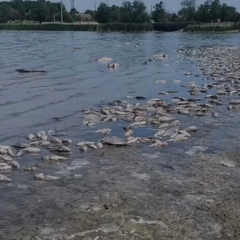 Масове вбивство риби на Дніпропетровщині: небезпека для людей