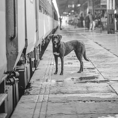 Правила перевозки животных: изменения Укрзалізниці