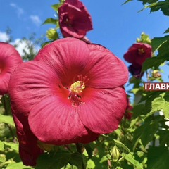 Сонячна погода в Україні 19 серпня