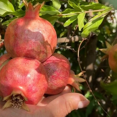 Гранатовый сад поблизости от Одессы