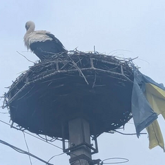 Лелека с флагом Украины в гнезде