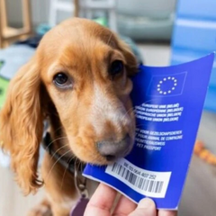 Кошка и собака в Европарламенте