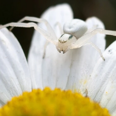 Rare chameleon spider in the photo