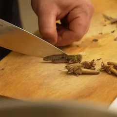 Сарана на тарілці прикрашає страву