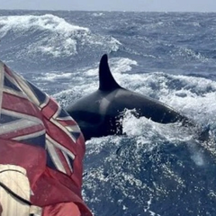 Косатки атакуют яхты в Испании