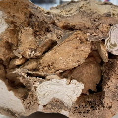 Dinosaur fossil with collagen