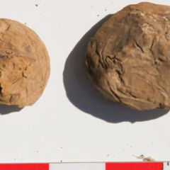 Sublimated Inca potatoes 500 years old