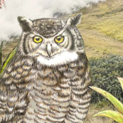 Редкий пугач Bubo jalca в Андах