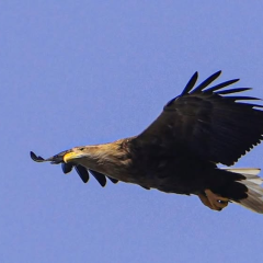 White-tailed eagle in Dnipro-Orilsky Reserve