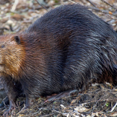 Beavers turning dried-up water bodies into wetlands