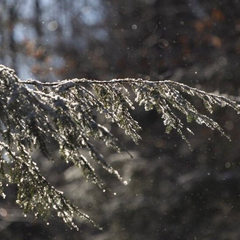 Дождь и мокрый снег на Киевщине
