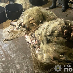 Браконьєри зловили риби на млн грн