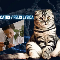 Кішка напружена на тлі їжі