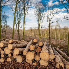 Незаконні рубки: статистика по регіонах
