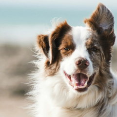 Dogs react to people clapping