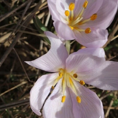 Рідкісна квітка взимку