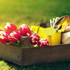 Планування весняного саду: лунний календар на березень