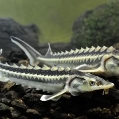 Осетри в ріці Дніпро