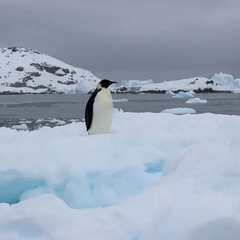 Украинские полярники встретили редкую птицу