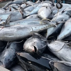 Рибалки в Південній Кореї повертають тунця