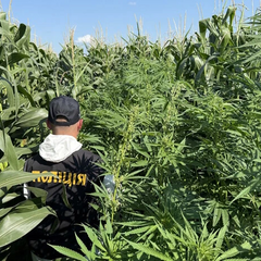 Поліція патрулює наркополя та ділиться результатами