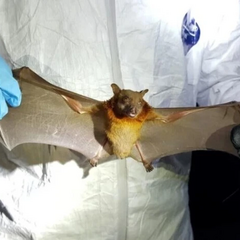 У кажана знайдено новий коронавірус