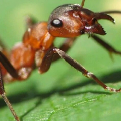 Комахи великою кількістю зникають по всьому світу