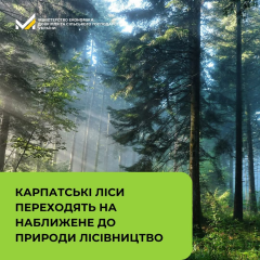 Carpathian forests protected from clearcuts